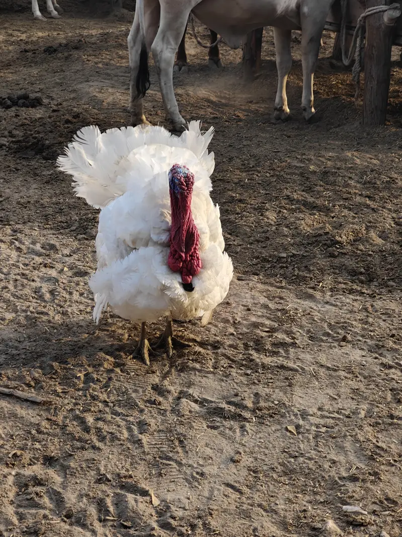 for sale turkey male — photo 3