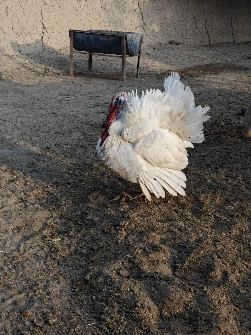 for sale turkey male — photo 4