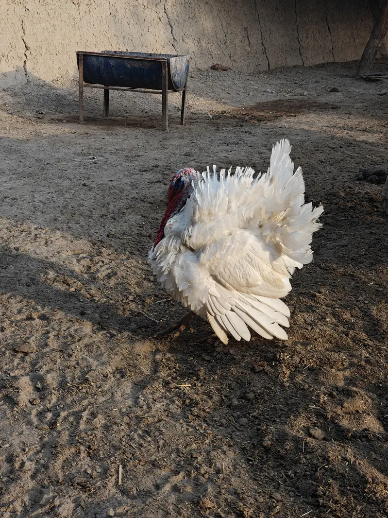 for sale turkey male — photo 5