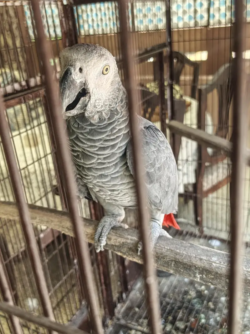 Affrican grey — photo 3