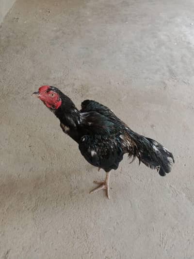 murga for sale