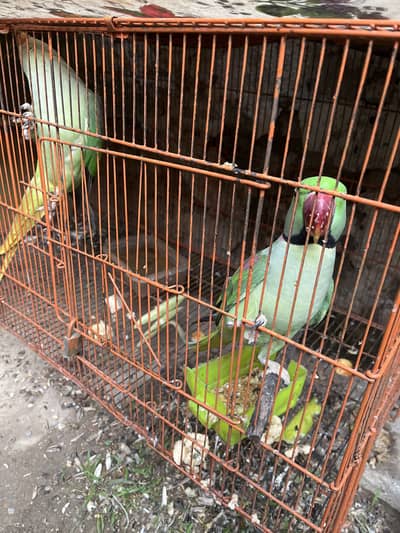 Raw nect parrot