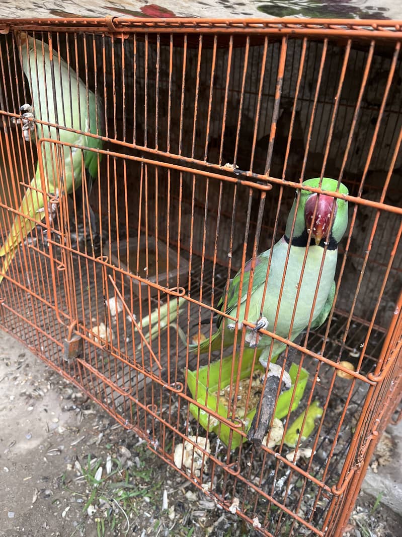 Raw nect parrot 0