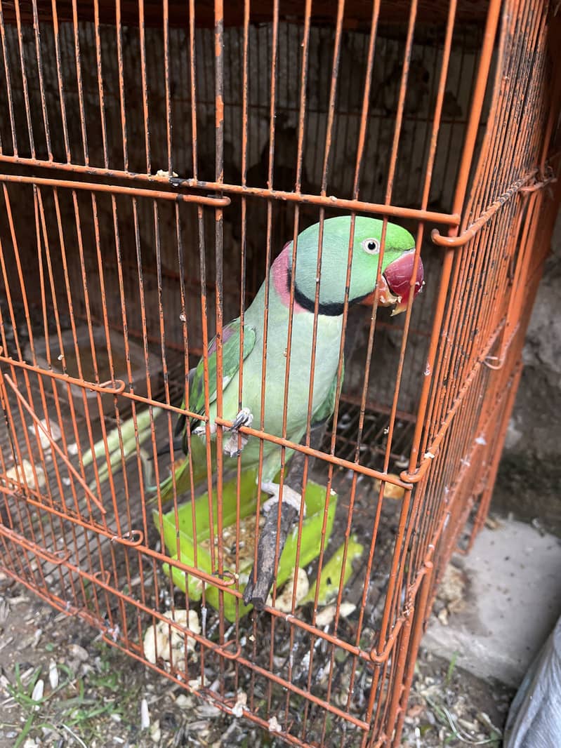 Raw nect parrot 1
