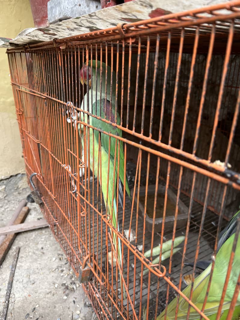 Raw nect parrot 2
