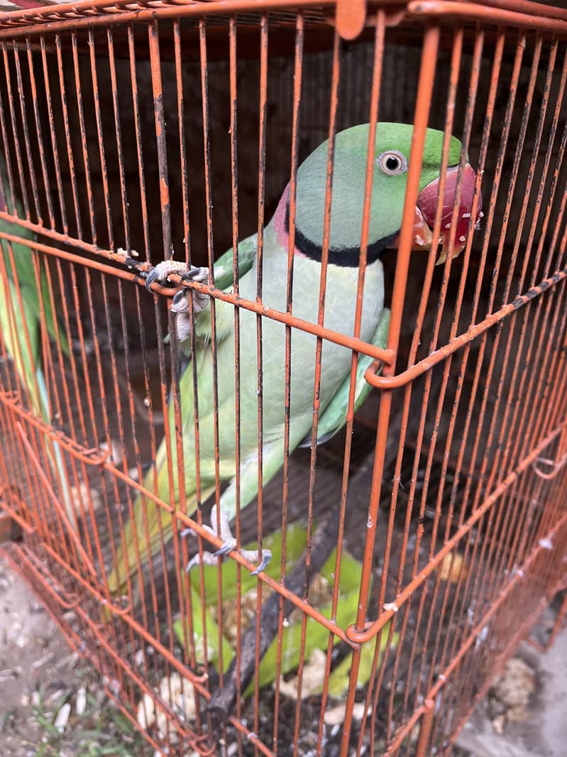 Raw nect parrot 3