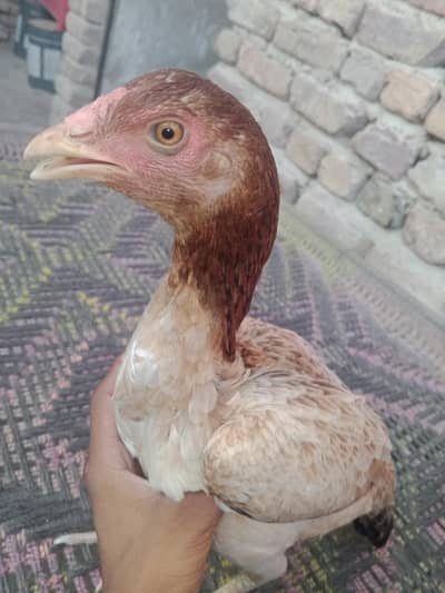 apni marji sel kar raha hun acchi murgi hai aur acchi nasl ki