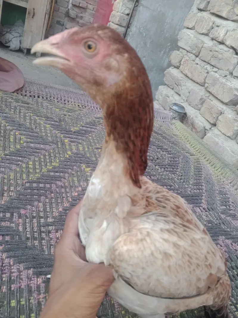 apni marji sel kar raha hun acchi murgi hai aur acchi nasl ki — photo 2
