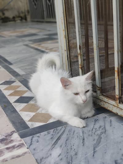 persain cat for adopt
