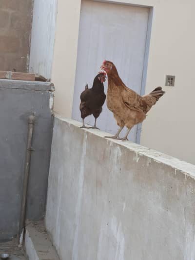 1 male 2 female