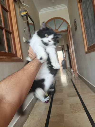 Persian kitten pair