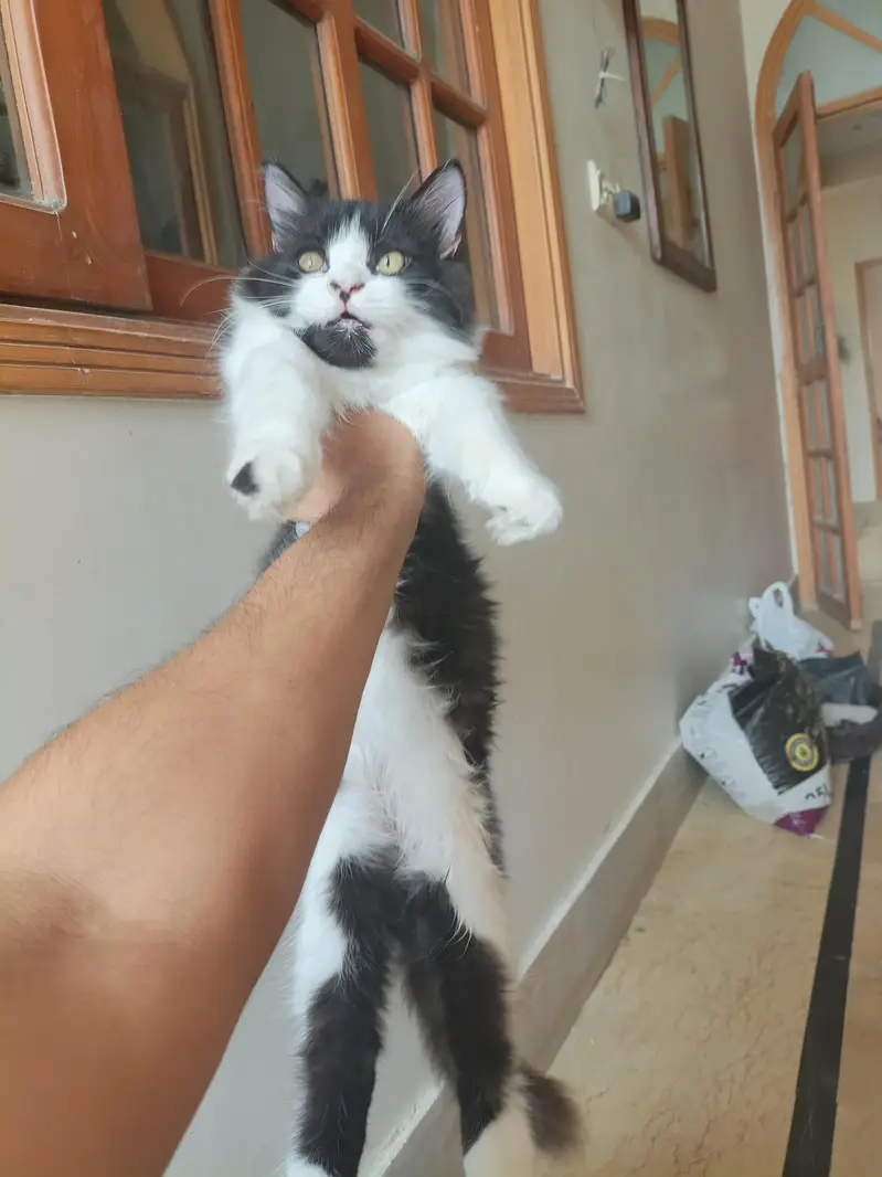 Persian kitten pair — photo 2