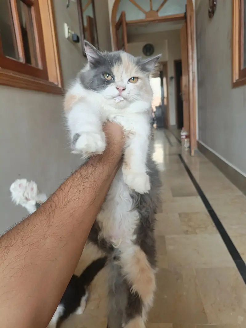 Persian kitten pair