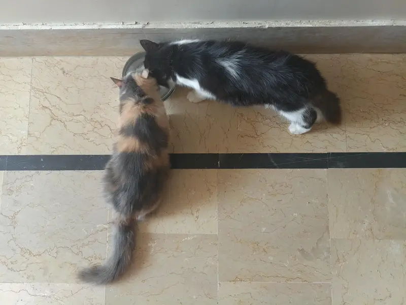 Persian kitten pair — photo 4