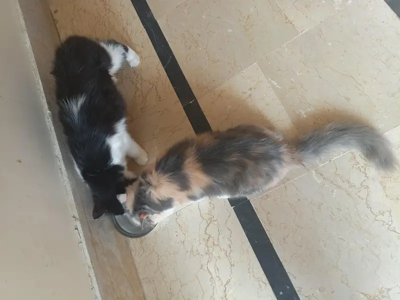 Persian kitten pair — photo 5