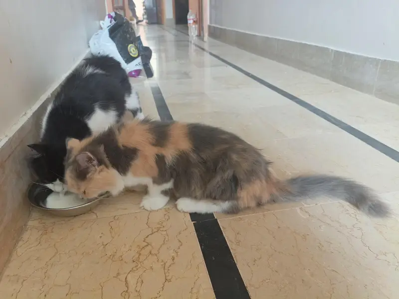 Persian kitten pair — photo 6