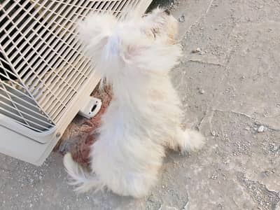 Russian Poodle Puppy For sale