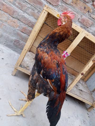 pair bengum aseel
