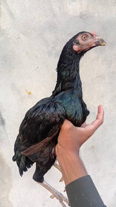 aseel hen for sale