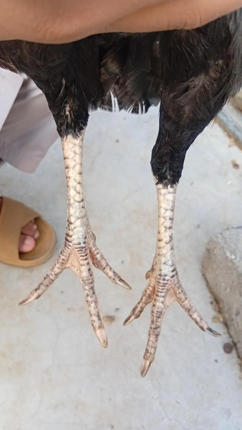 aseel hen for sale — photo 2