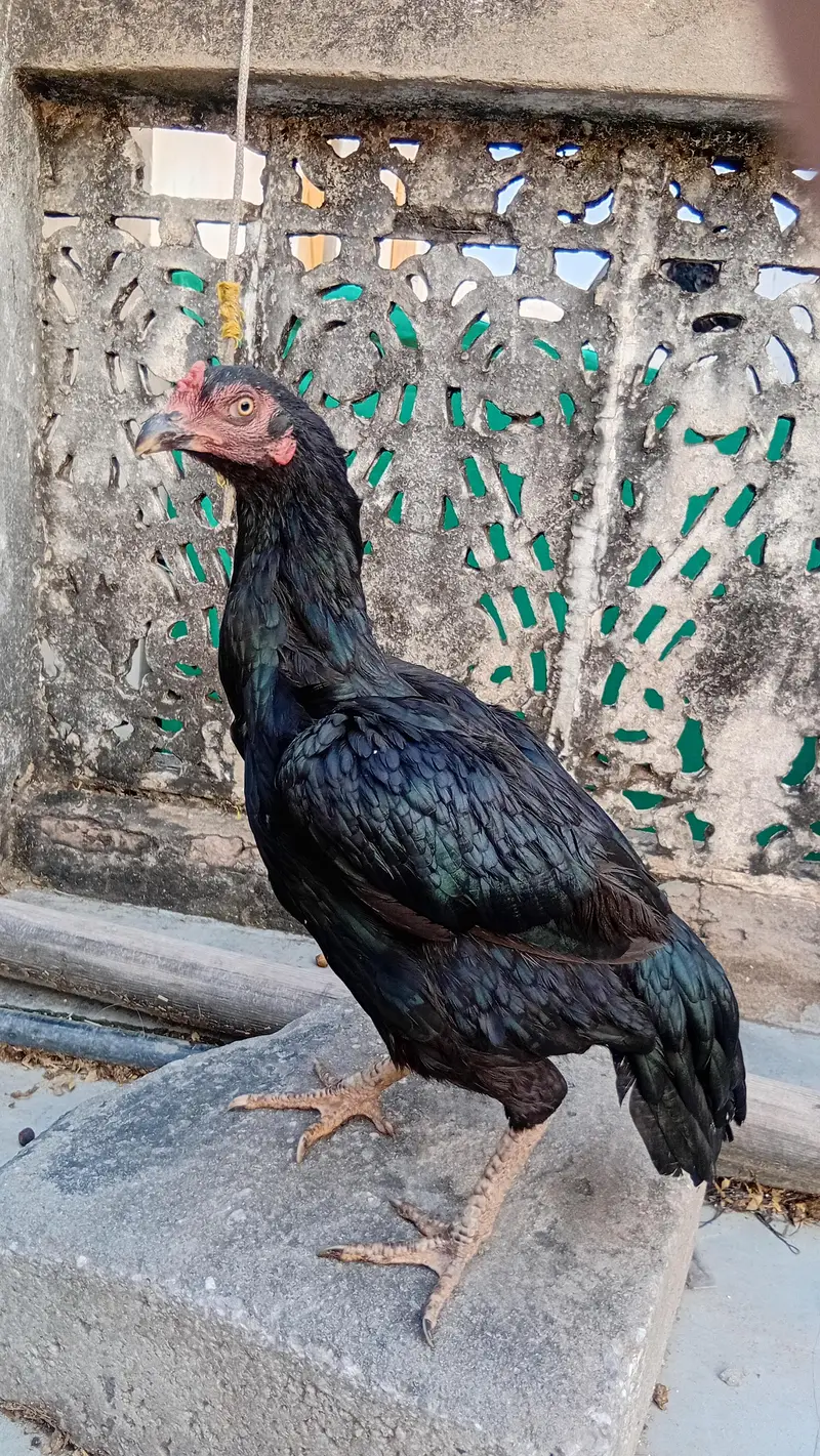 aseel hen for sale — photo 3