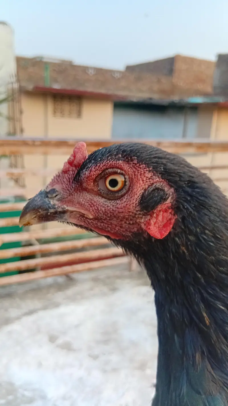 aseel hen for sale — photo 4