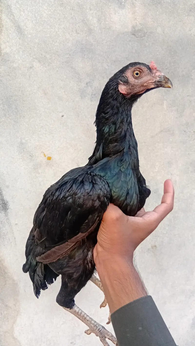 aseel hen for sale — photo 5
