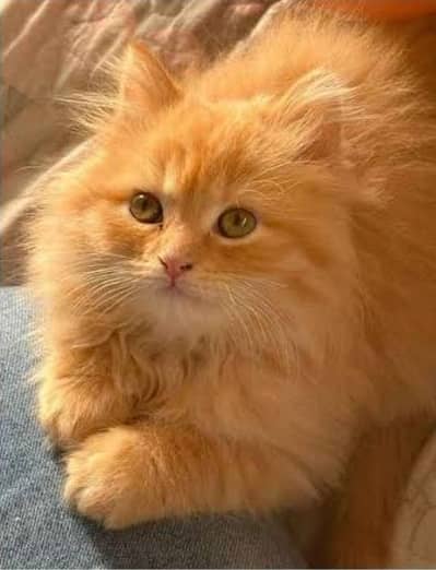 Ginger cat