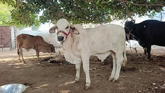 Amro 1392