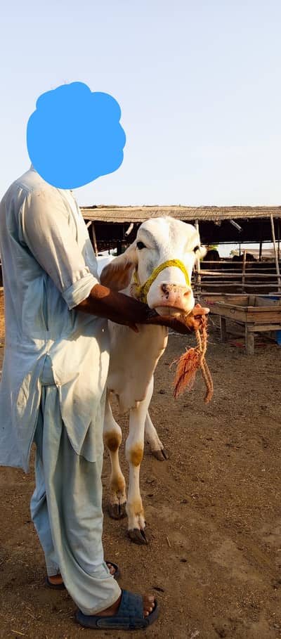 2 PURE GULABI NUKRA JODI QURBANI 2027