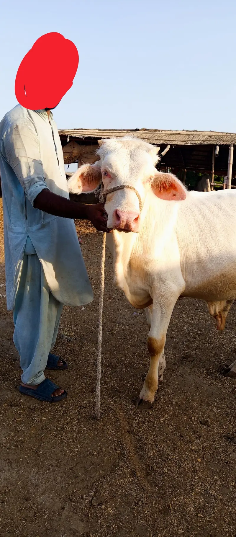 2 PURE GULABI NUKRA JODI QURBANI 2027 — photo 2