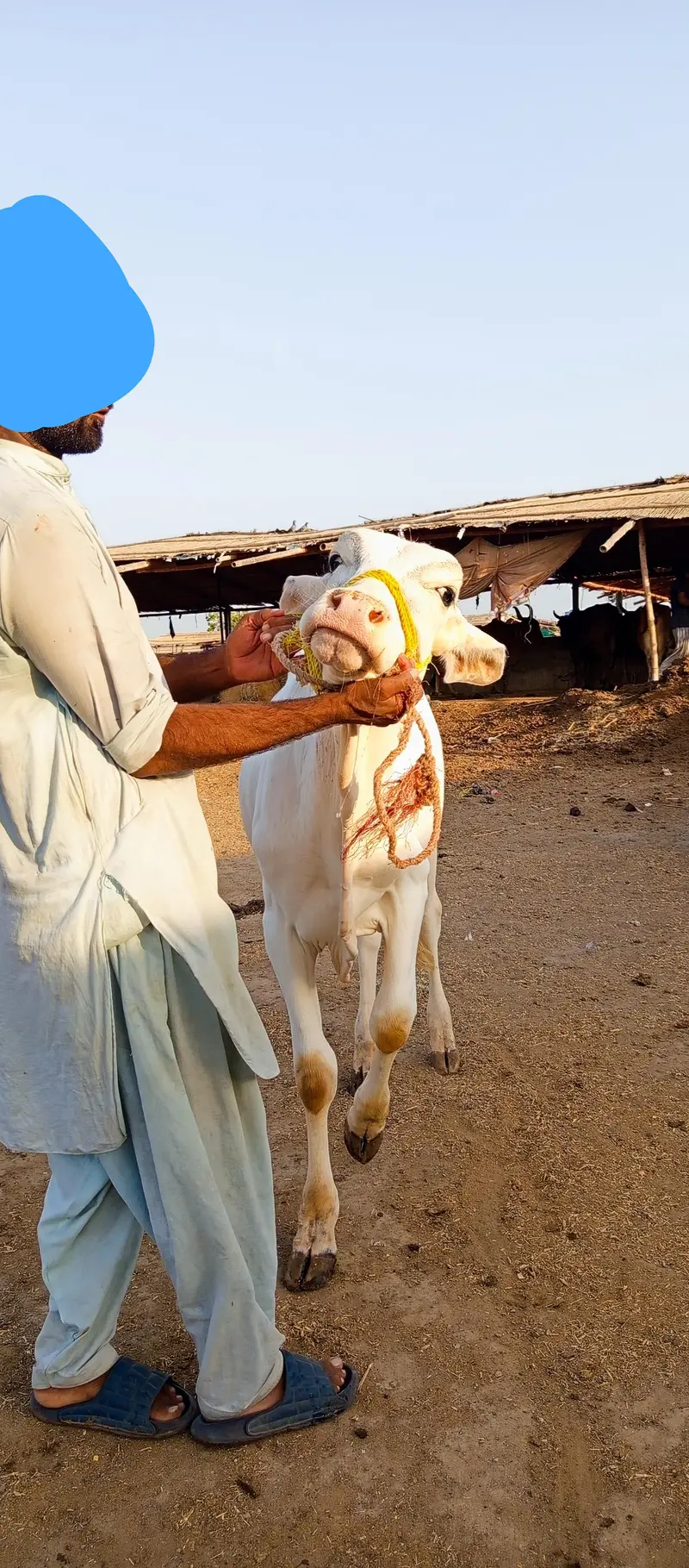 2 PURE GULABI NUKRA JODI QURBANI 2027 — photo 3