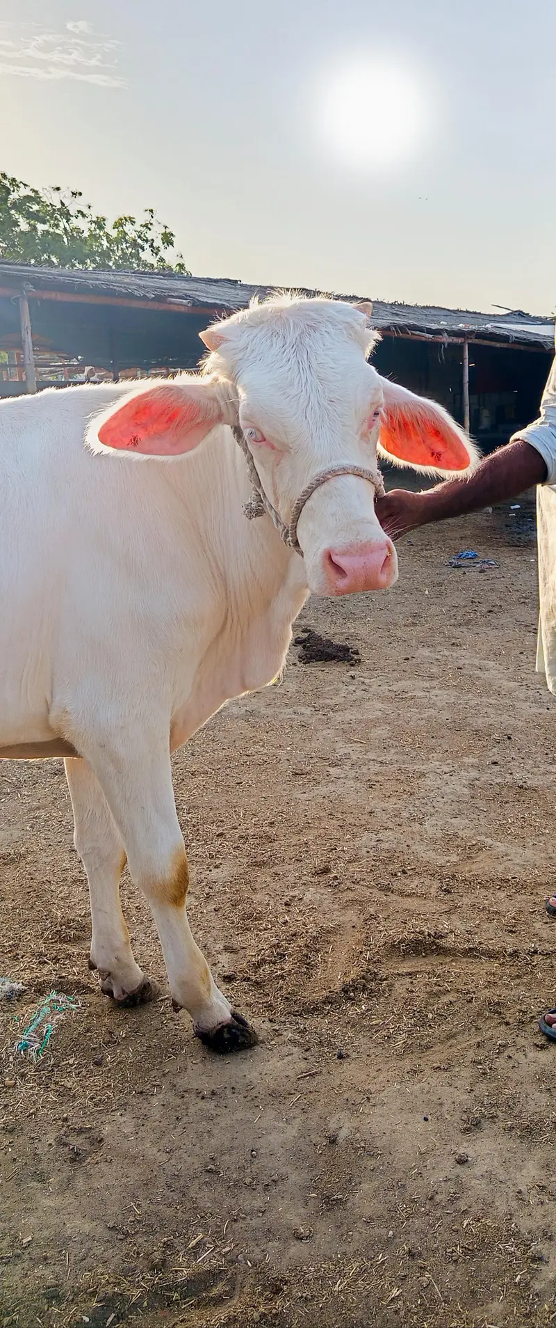 2 PURE GULABI NUKRA JODI QURBANI 2027 — photo 6