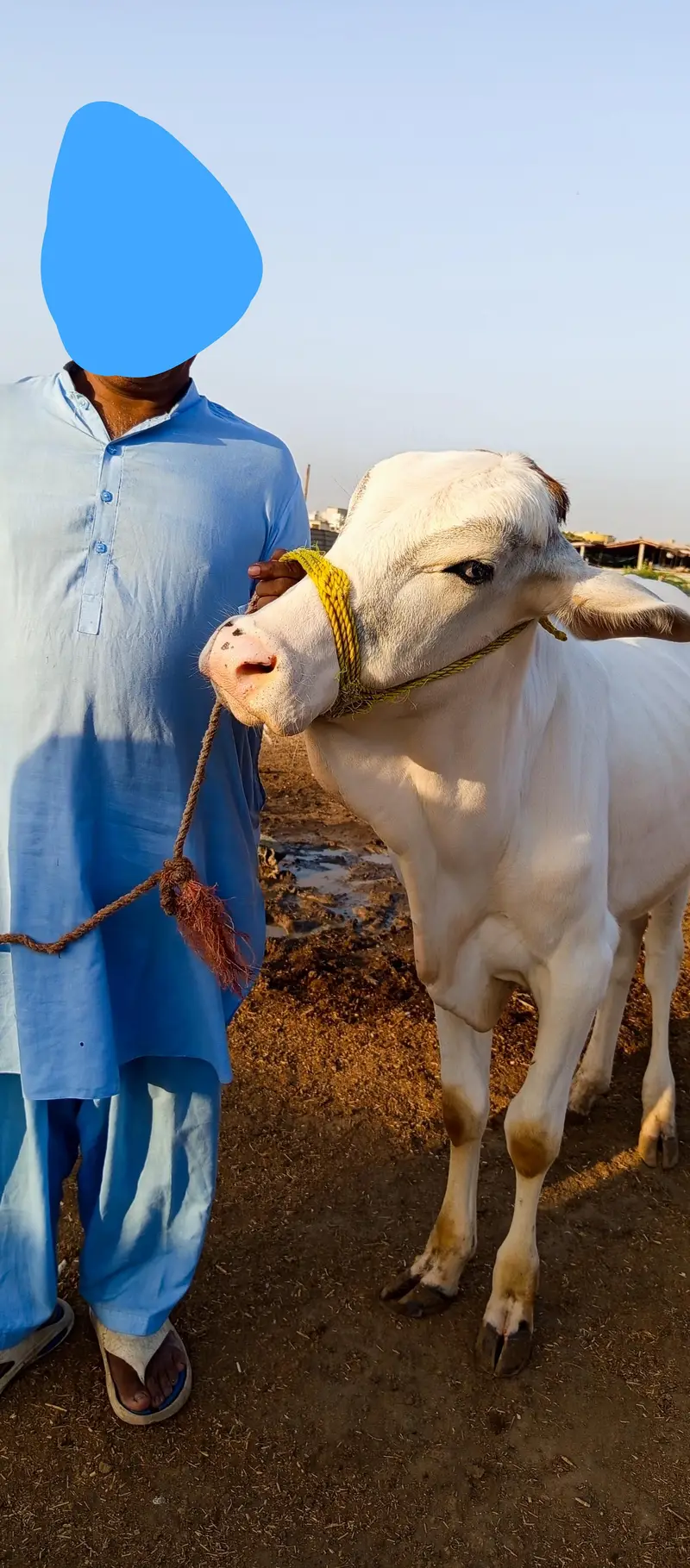 2 PURE GULABI NUKRA JODI QURBANI 2027 — photo 7