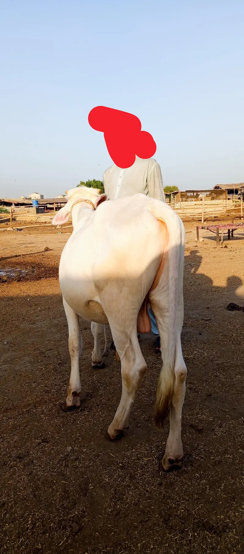 2 PURE GULABI NUKRA JODI QURBANI 2027 — photo 8