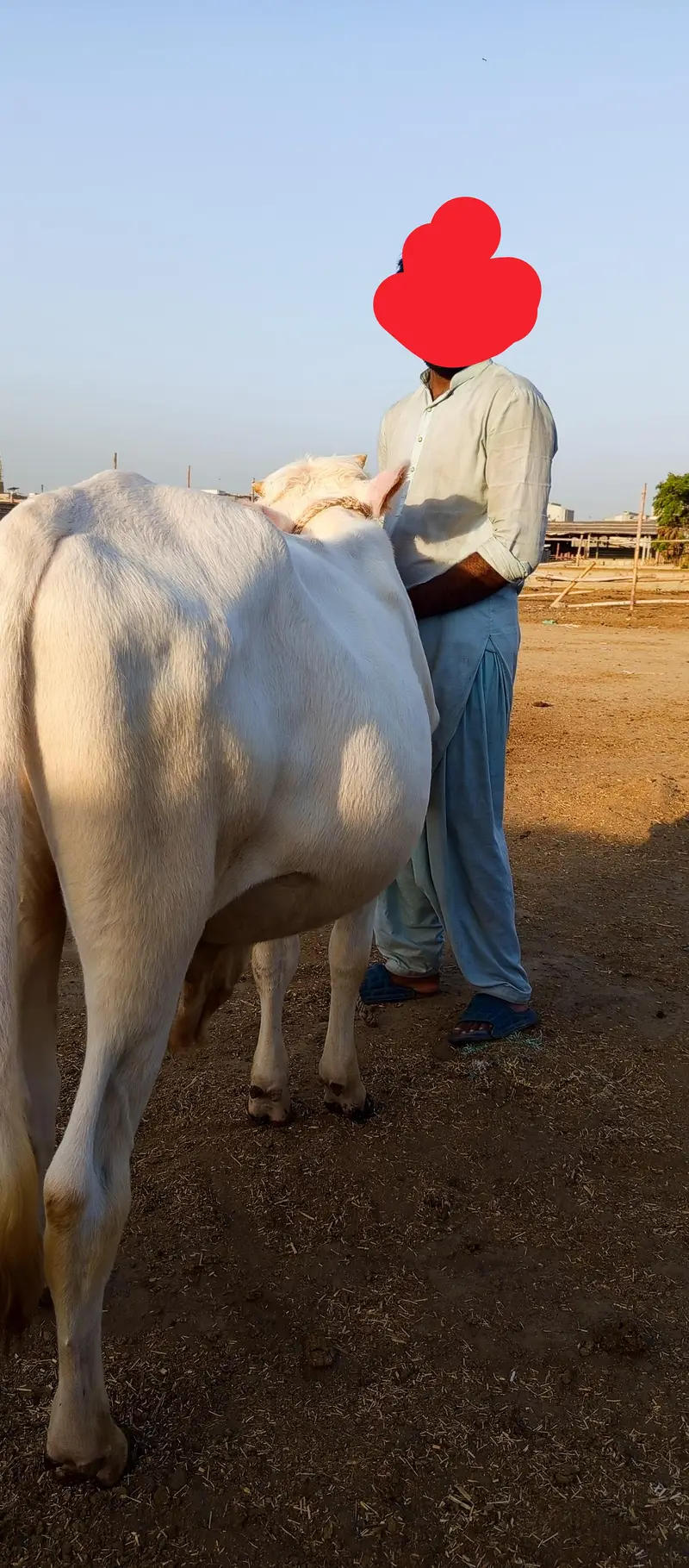 2 PURE GULABI NUKRA JODI QURBANI 2027 — photo 9