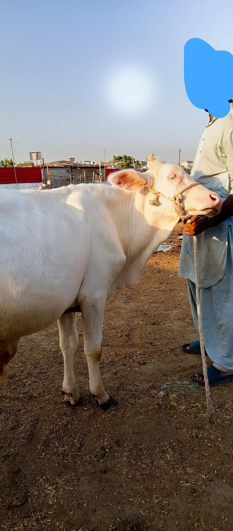 2 PURE GULABI NUKRA JODI QURBANI 2027 — photo 10