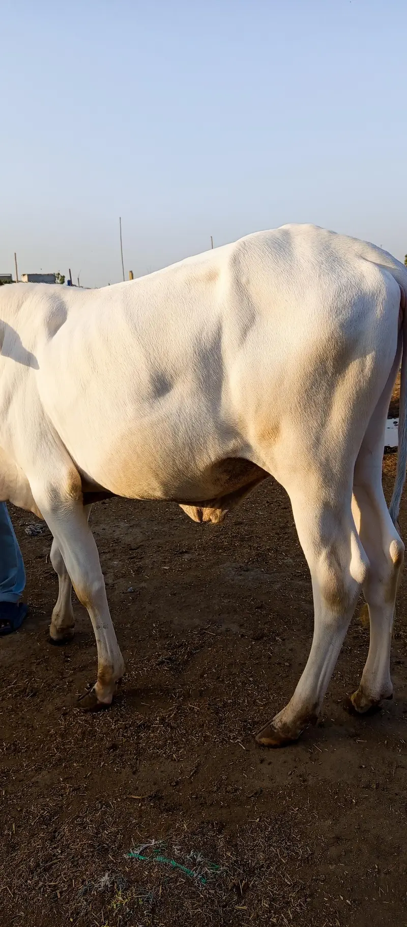 2 PURE GULABI NUKRA JODI QURBANI 2027 — photo 11