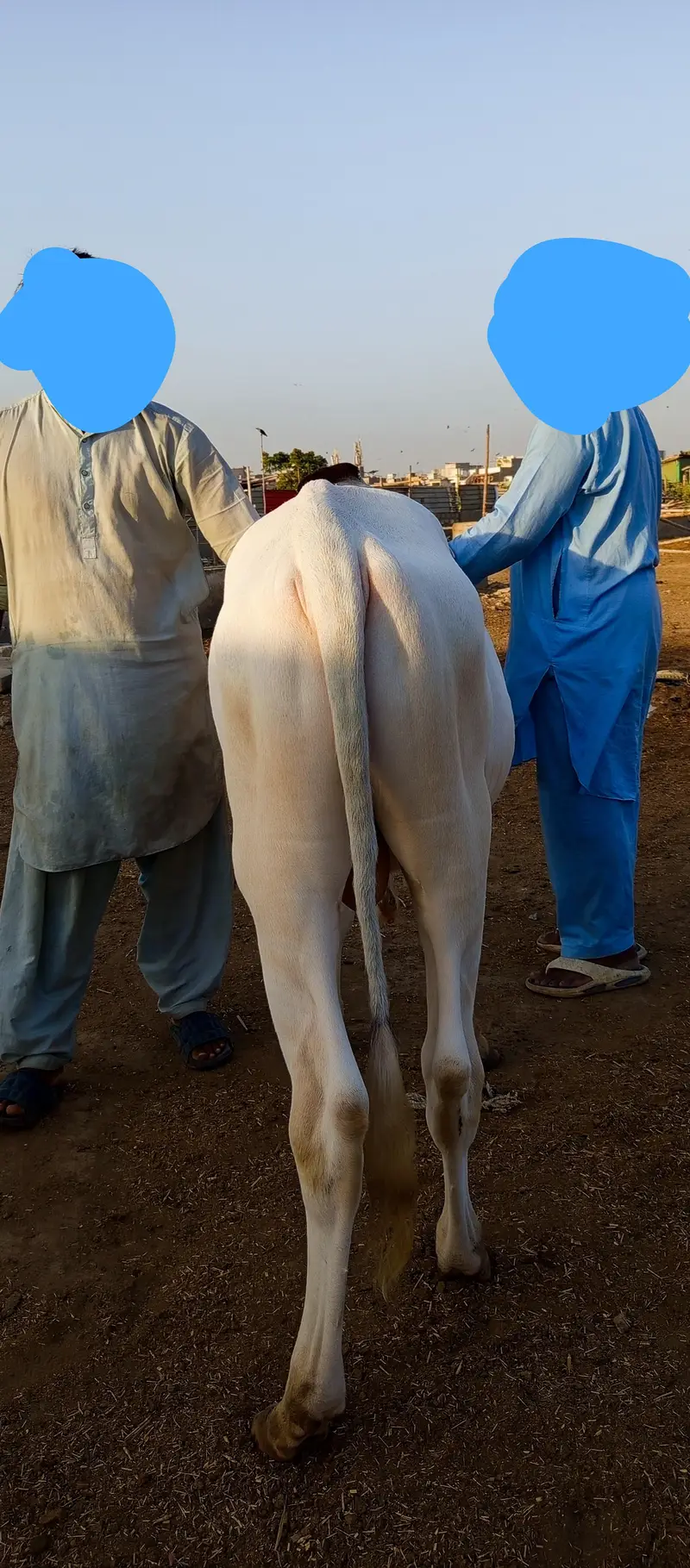 2 PURE GULABI NUKRA JODI QURBANI 2027 — photo 12