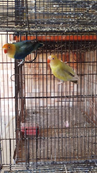 some lovebirds breed pair