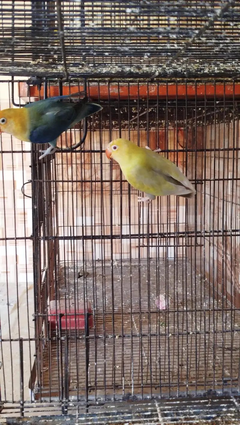 some lovebirds breed pair — photo 2