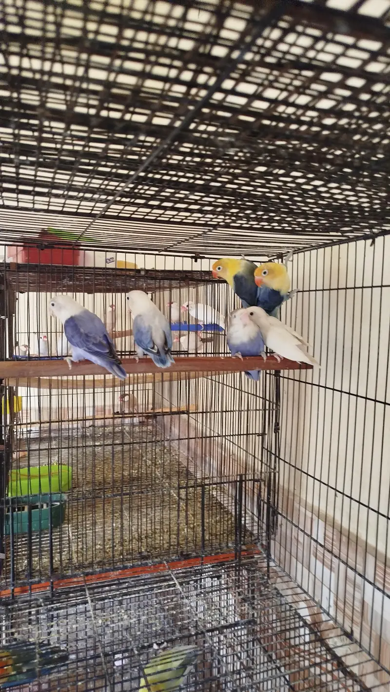 some lovebirds breed pair — photo 3