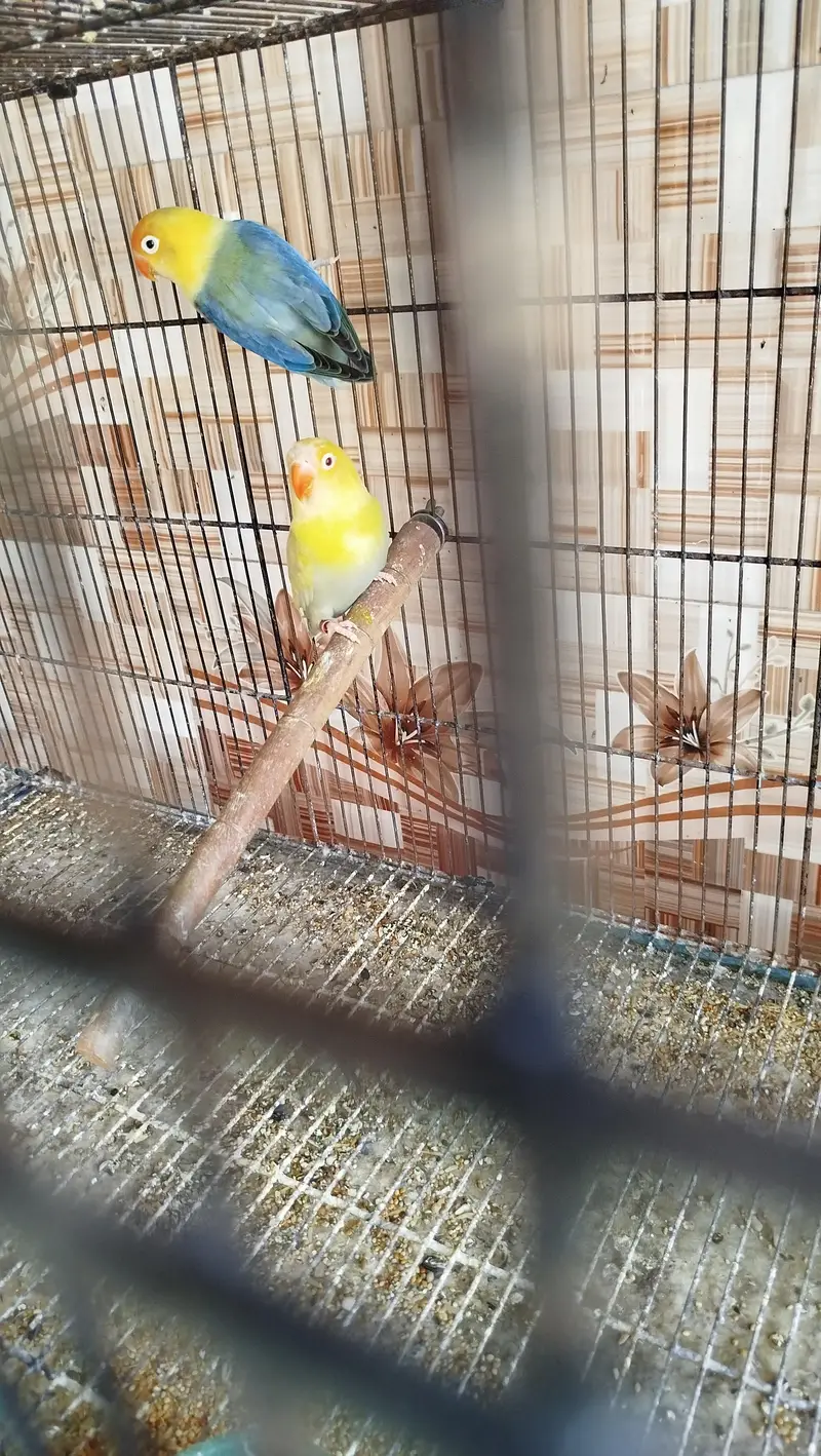 some lovebirds breed pair — photo 4