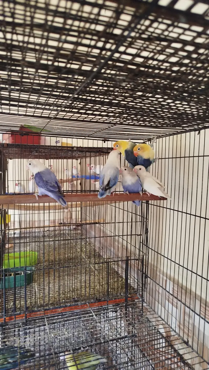 some lovebirds breed pair — photo 5