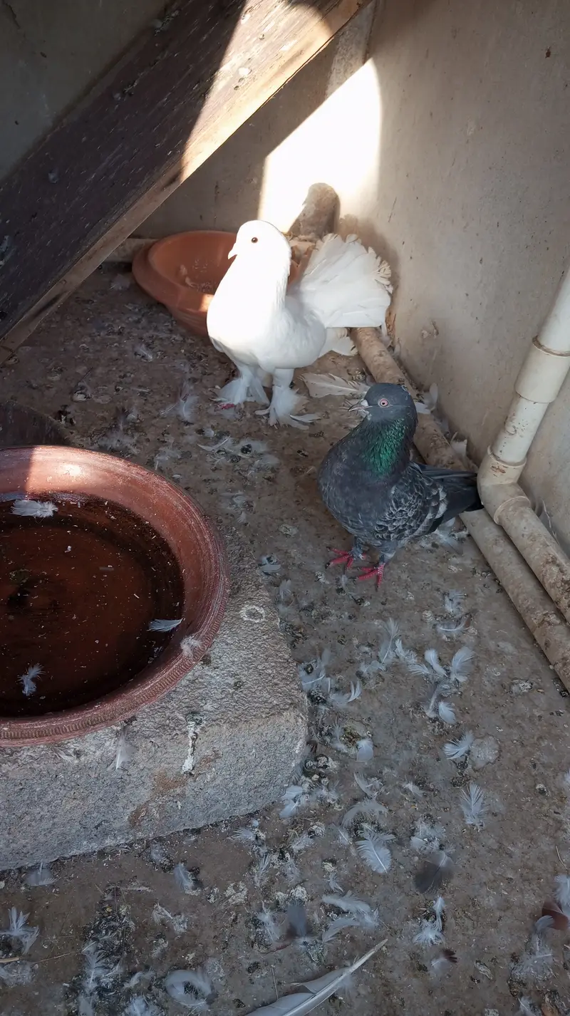 White Laka Pair for sale — photo 2
