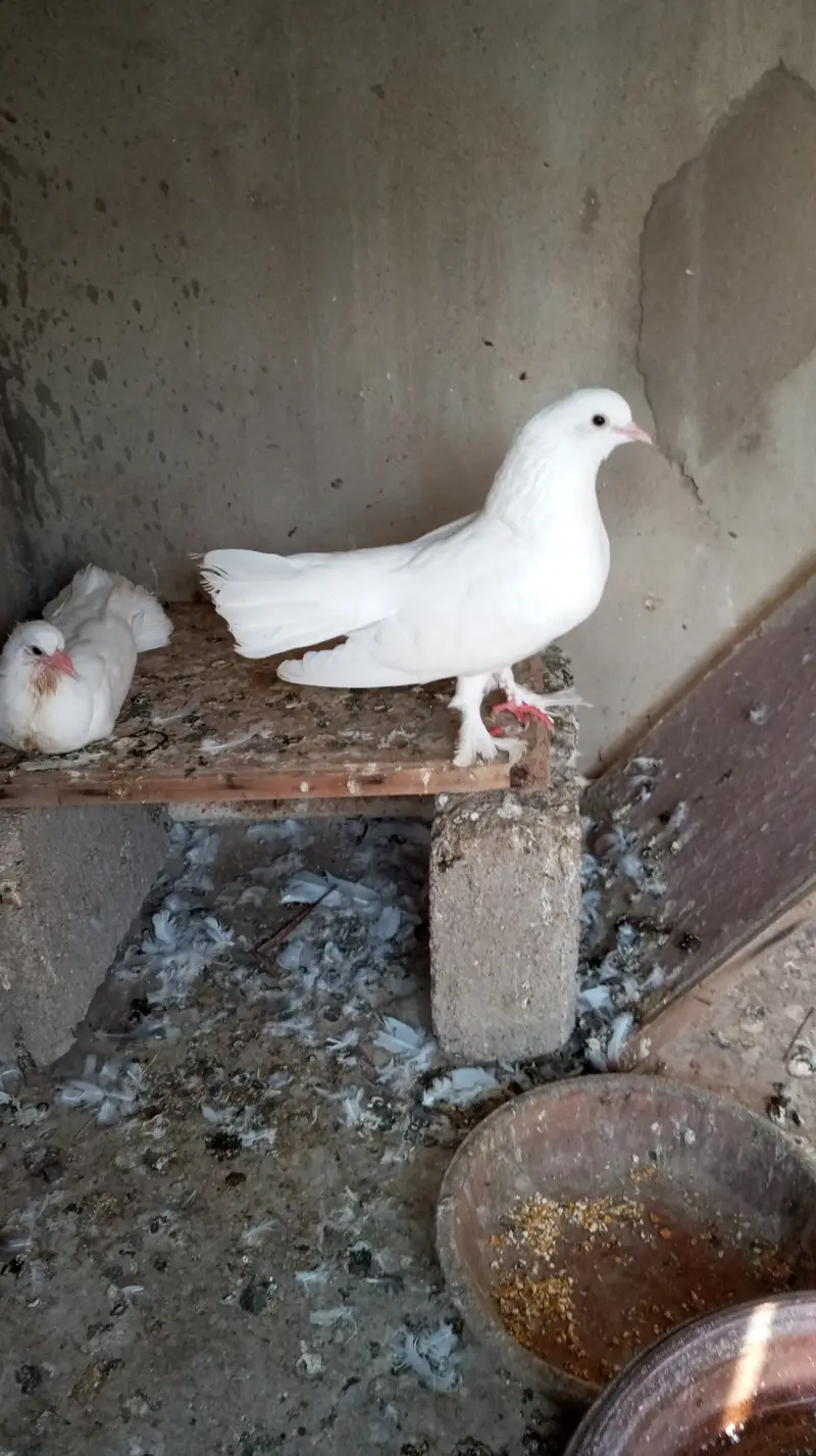 White Laka Pair for sale — photo 3