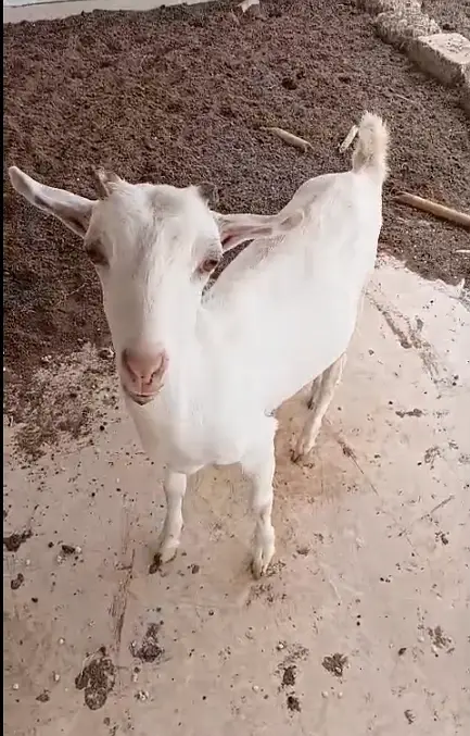 Teddy Bakra Black Tapra Goat, Breeder Male, Lal Lambi, White Available — photo 9