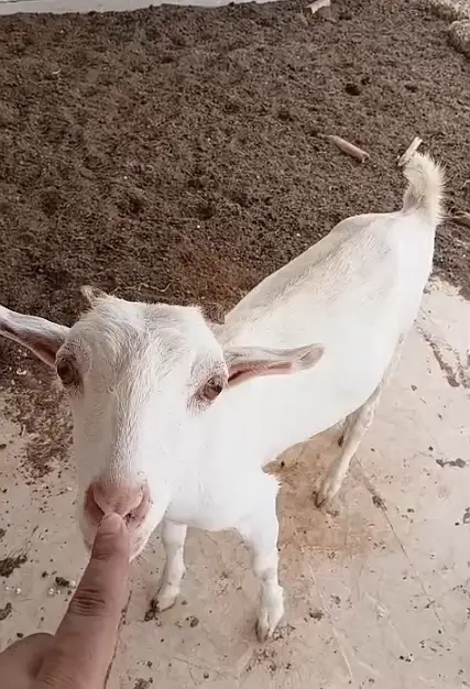 Teddy Bakra Black Tapra Goat, Breeder Male, Lal Lambi, White Available — photo 10