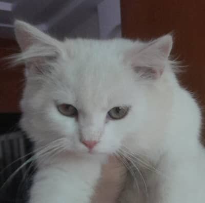 Persian male cat