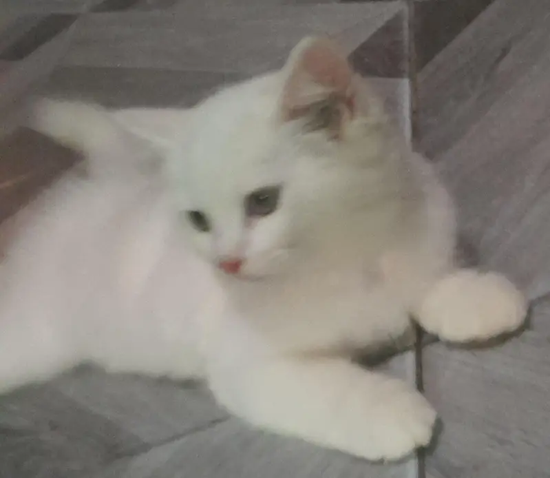 Persian male cat — photo 2